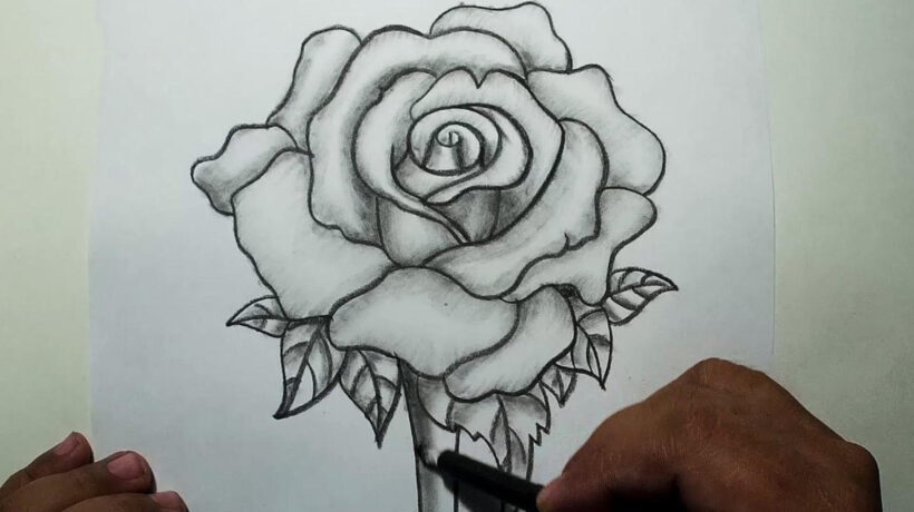 Tranh vẽ hoa hồng đơn giản bằng bút chì