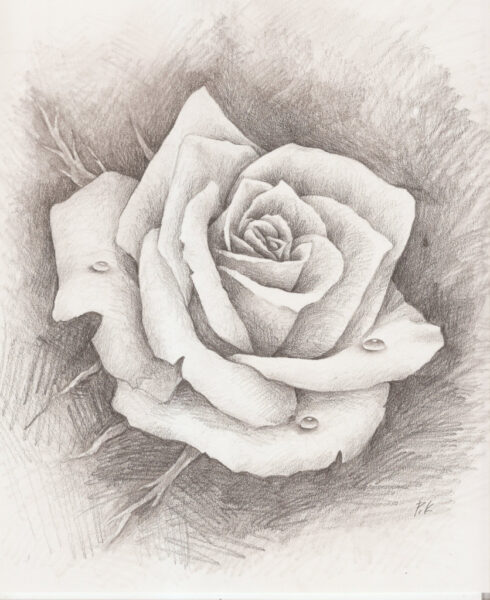Vẽ hoa hồng đẹp