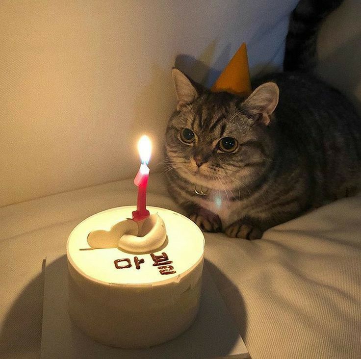 Tuyển chọn 500 bộ hình ảnh con mèo chúc mừng sinh nhật mới nhất - Wikipedia