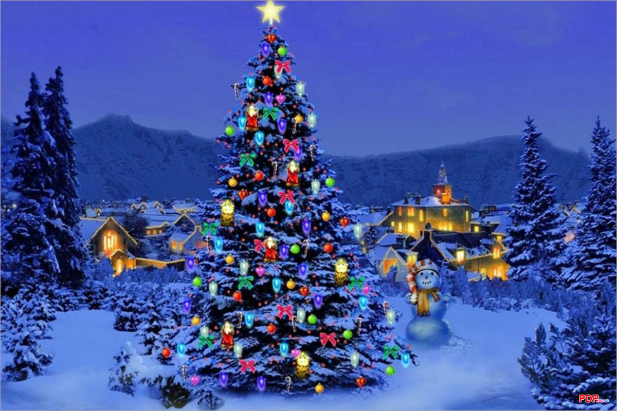 Hình ảnh cây thông Noel sinh động, ý nghĩa cho mùa Giáng Sinh ...