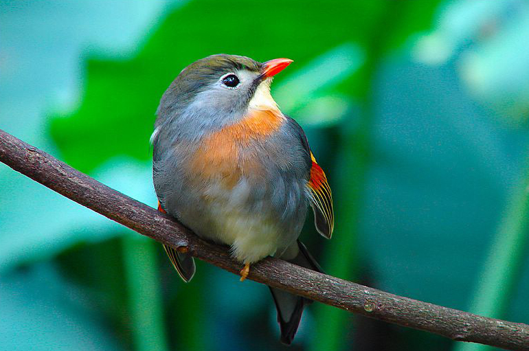 Thơ Về Chim Họa Mi ( Tổng Hợp Nhiều Bài ) | Cám Chim Đất Việt