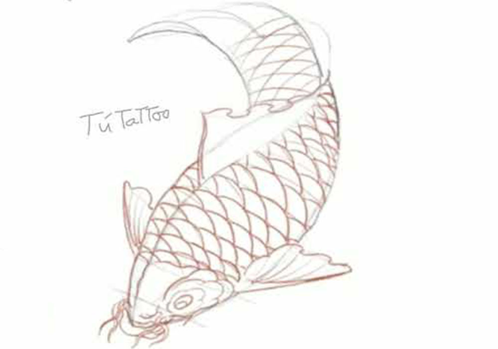 Những hình vẽ cá Chép cách vẽ cá Chép đẹp đơn giản nhất