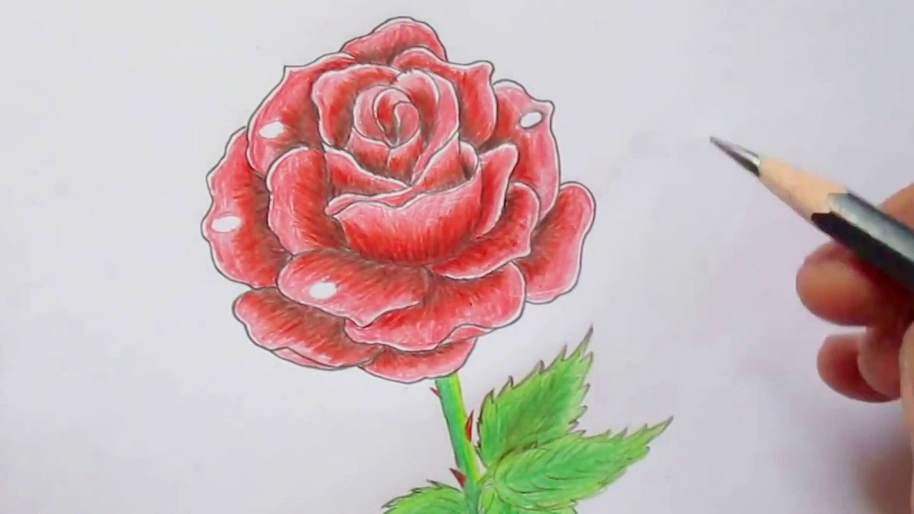 Cách vẽ hoa Hồng đẹp đơn giản nhất dành cho mọi người