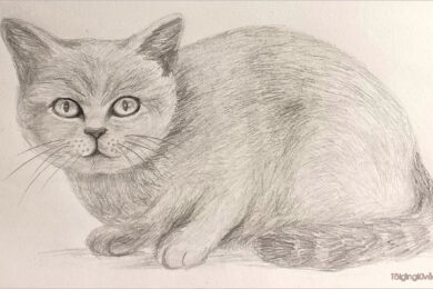 Cách vẽ mèo đơn giản, dễ thương