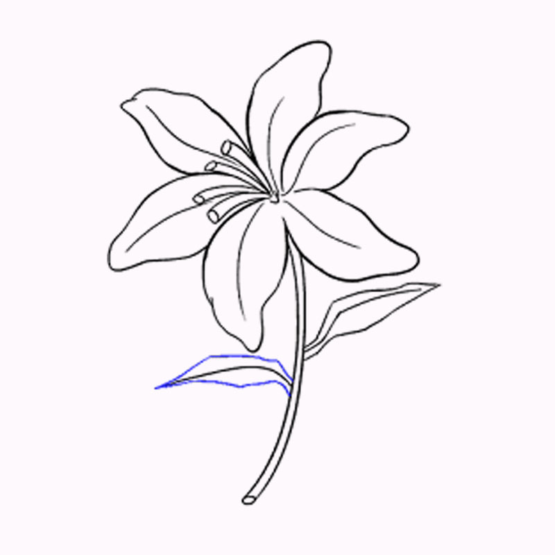 Cách vẽ hoa Ly, hoa Loa Kèn đơn giản, dễ vẽ mà đẹp - Cosy