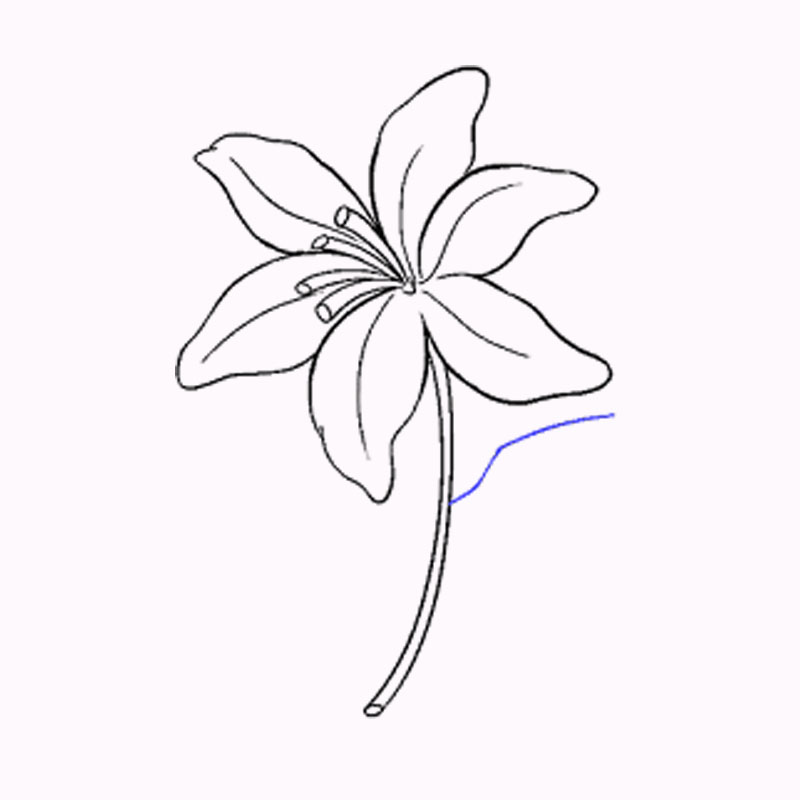 Hình ảnh Vẽ Hoa Lily PNG  Hoa Huệ Vẽ đường Lily Hoa Loa Kèn PNG và  Vector với nền trong suốt để tải xuống miễn phí
