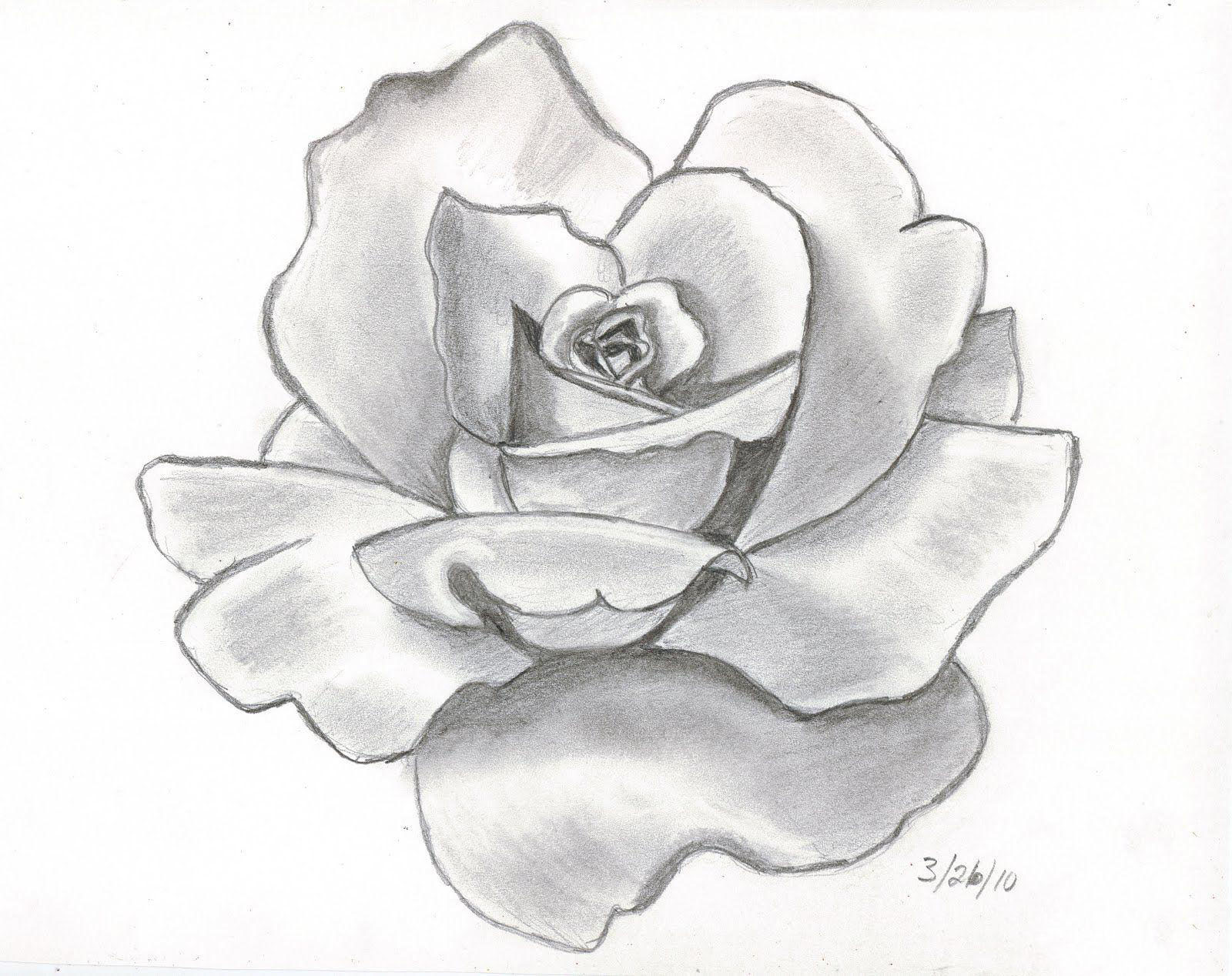 Những bí quyết Tranh vẽ hoa hồng bằng bút chì cho người mới học