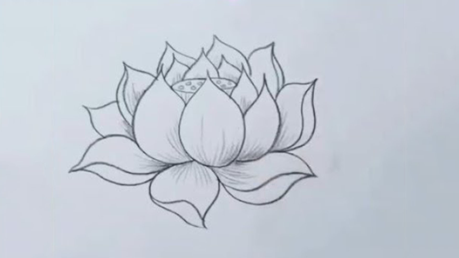 Hình vẽ cách vẽ hoa Sen đơn giản đẹp bằng bút chì màu