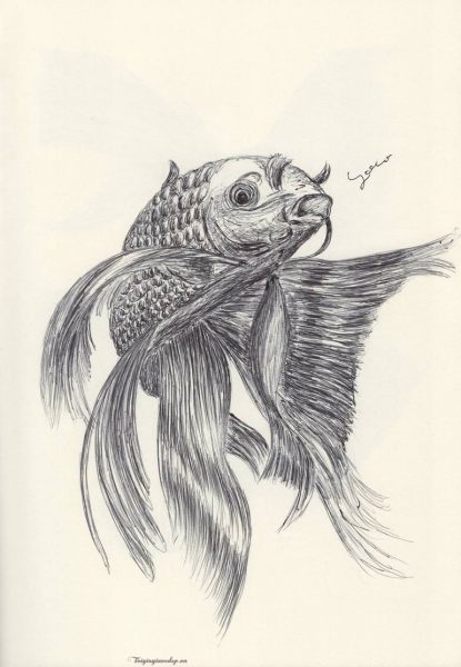Cách vẽ cá Chép bằng bút chì