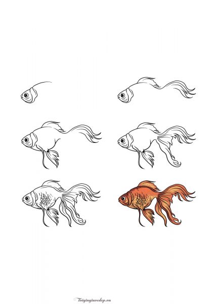 Cách vẽ cá Chép theo từng bước