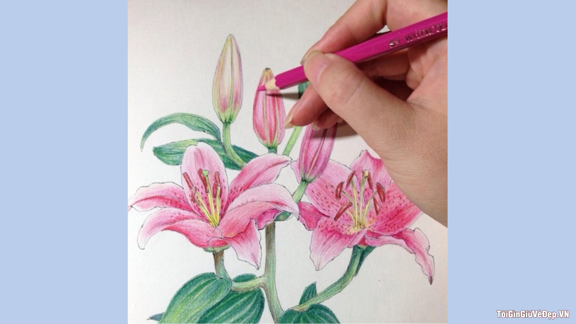 Cách vẽ hoa Ly, hoa Loa Kèn đơn giản, dễ vẽ mà đẹp