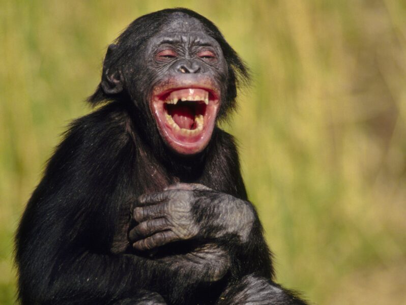 hình ảnh cười bá đạo của khỉ