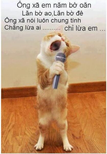 hình ảnh cười vui về chú mèo đang hát