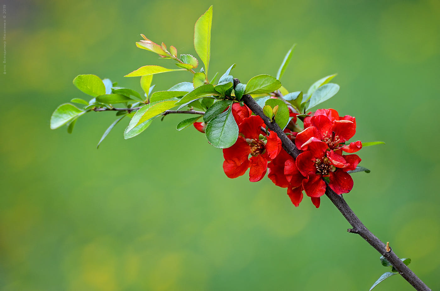 Hình hình họa hoa Mai đỏ tía đẹp nhất đem ý nghĩa sâu sắc suôn sẻ, tài lộc