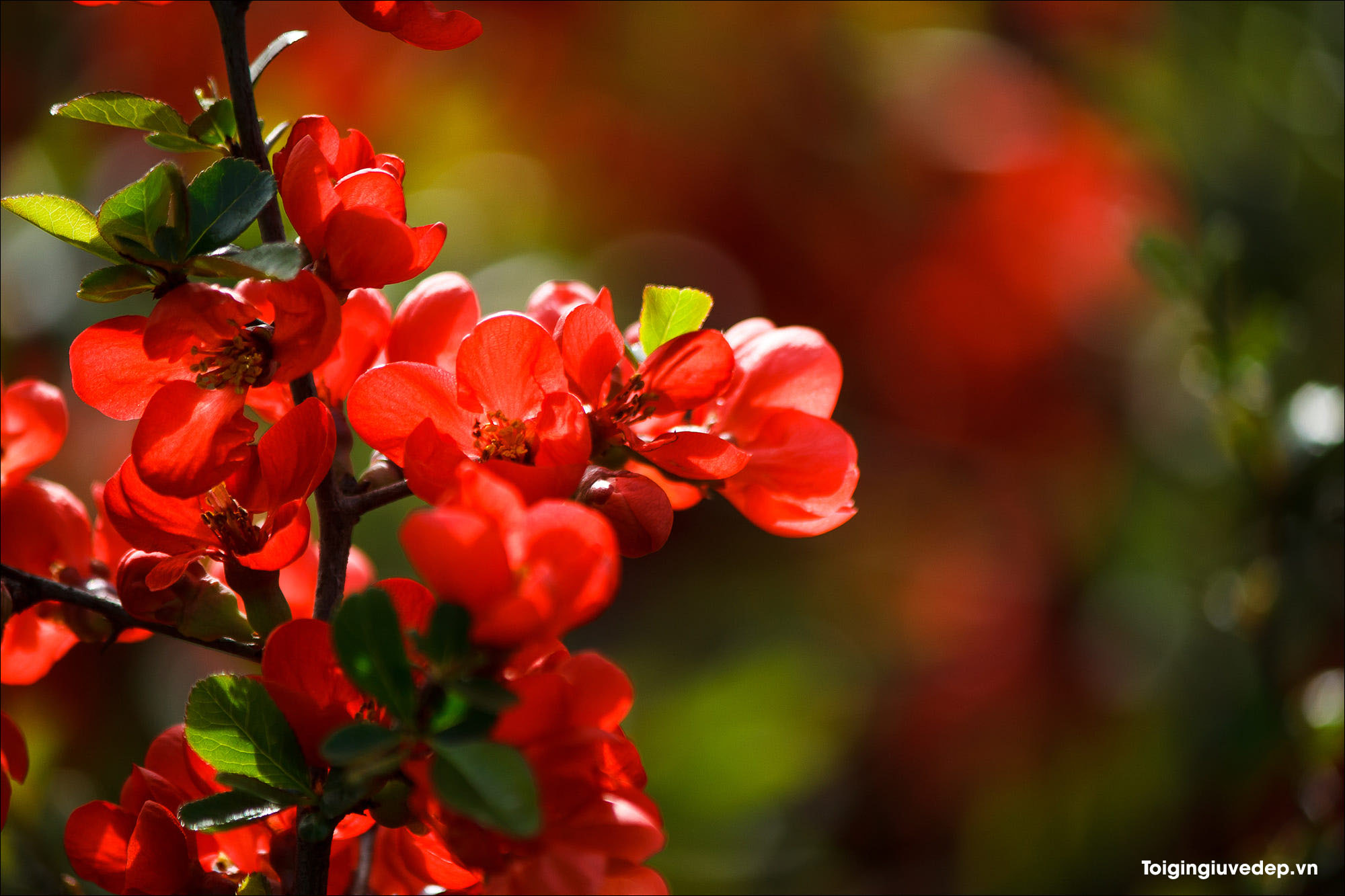 Hình ảnh miễn phí Hoa sen đỏ làm vườn thiên nhiên cánh hoa cây hoa đỏ  Hoa