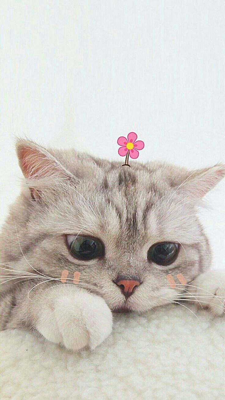 Hình ảnh Mèo Buồn đẹp, cute dễ thương chỉ muốn ôm!