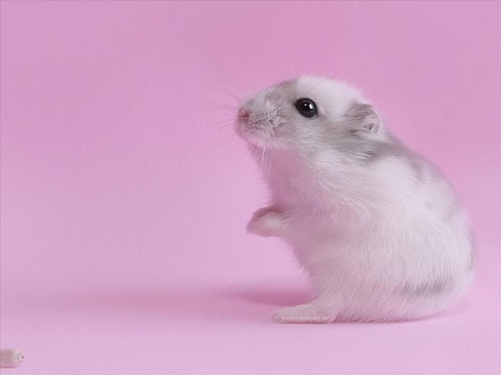 Hình ảnh chuột Hamster nhỏ nhắn, xinh xắn và đáng yêu nhất