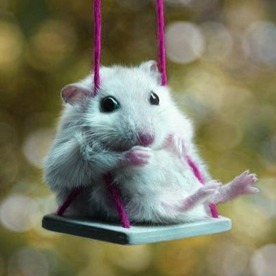 Hình ảnh chuột Hamster mũm mĩm, đáng yêu, dễ thương nhất