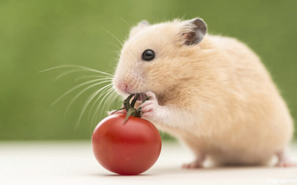 Hình ảnh chuột Hamster nhỏ nhắn, xinh xắn và đáng yêu nhất