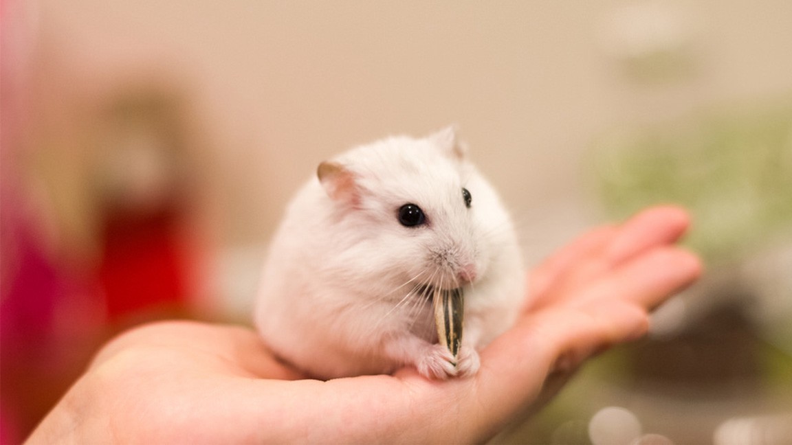 Top 98 hình nền hamster cute hay nhất  thdonghoadian