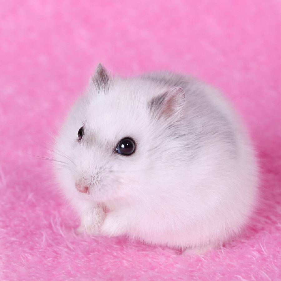 Chia Sẻ Với Hơn 58 Về Hình Nền Chuột Hamster Cute Mới Nhất -  Cdgdbentre.Edu.Vn