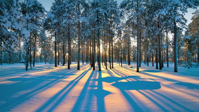 hình nền máy tính khu rừng mùa đông có nắng chiếu và tuyết phủ