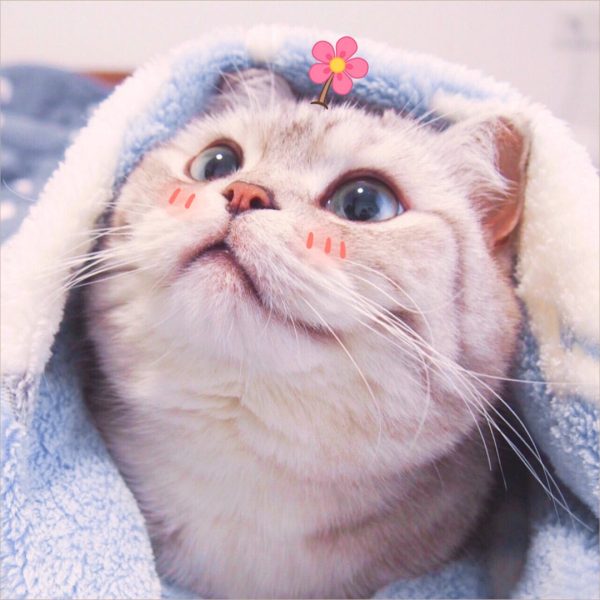 ảnh avatar mèo xinh đẹp dễ dàng thương
