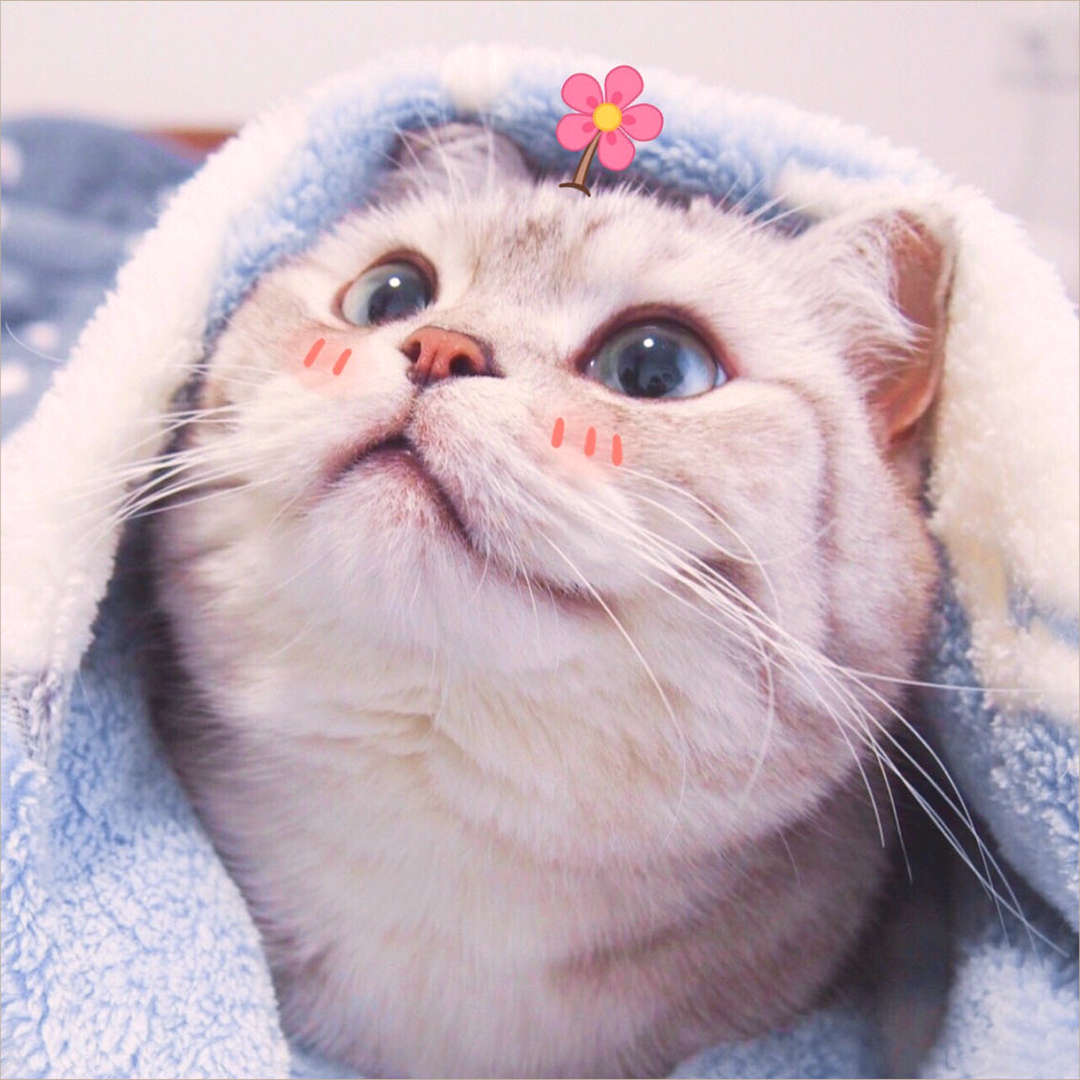 Bộ sưu tập ảnh avatar cute mèo siêu dễ thương và ngộ nghĩnh