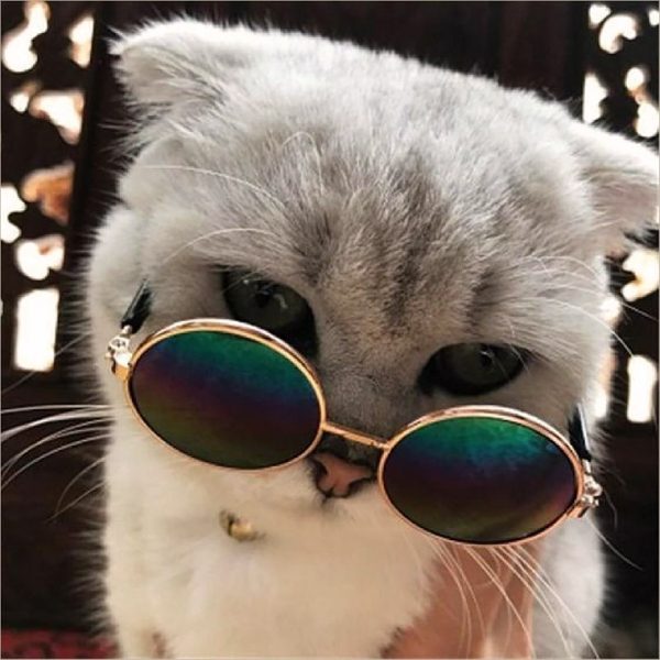 Ảnh avatar mèo ngầu đeo kính đen