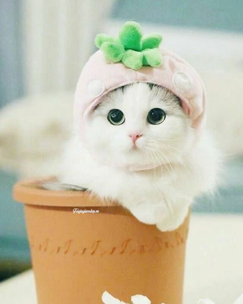 Hình Hình ảnh Mèo Cute, NGẦU Dễ Thương [NGHIỆN ĐẤY ĐỪNG NHÌN]