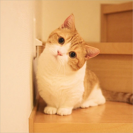 ảnh mèo xinh đẹp nghiêm khắc đầu tò mò