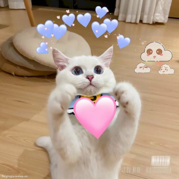 avatar hình ảnh mèo cute