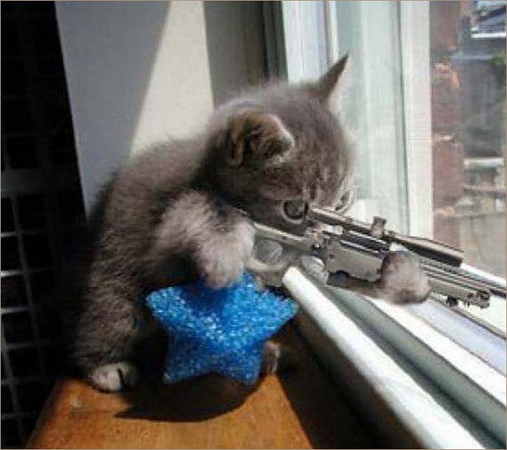 Cách tạo hiệu ứng ấn tượng với ảnh con mèo cầm súng ak rồng xanh và các loại súng khác nhau