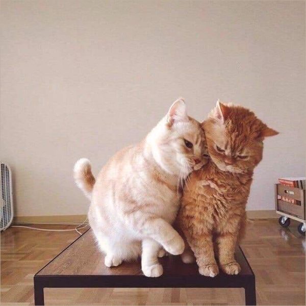 hình hình ảnh mèo xinh đẹp cặp đôi