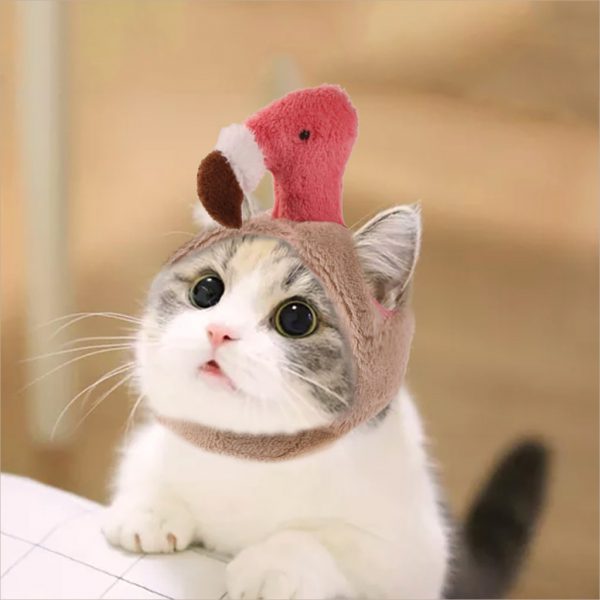 hình ảnh mèo cute đáng yêu đội mũ