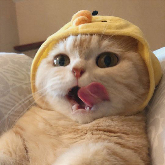 hình hình ảnh mèo xinh đẹp team nón rét tính