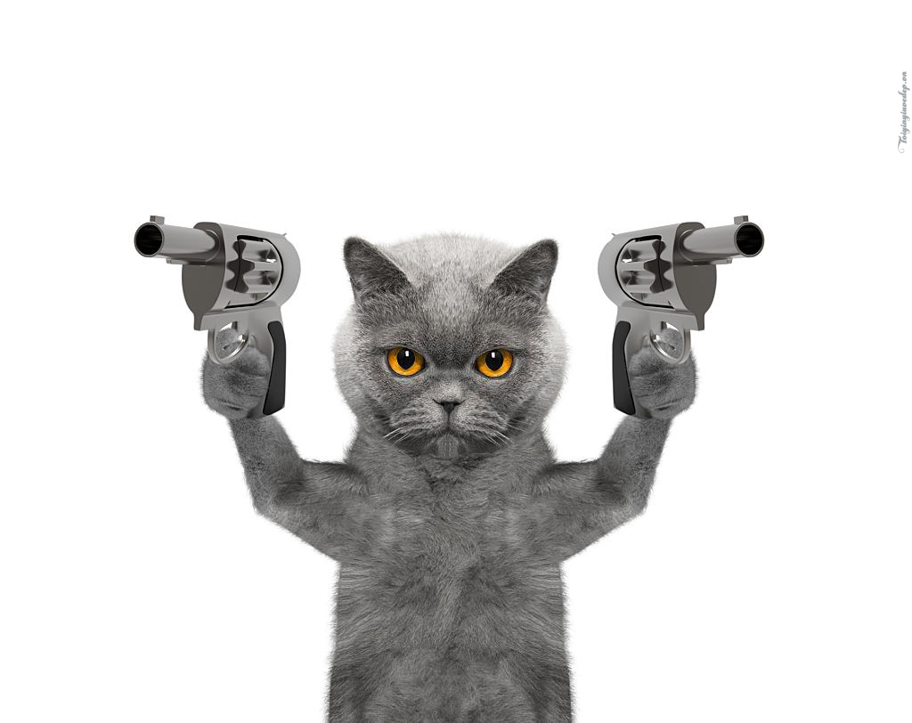Hình Ảnh Mèo FF Siêu Ngầu Cute Làm Meme Cực Kỳ Chất  Trường Tiểu Học Đằng  Lâm