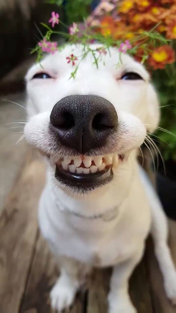Chú chó đáng yêu nhe răng cười hồn nhiên khi được ăn pho mát 2sao