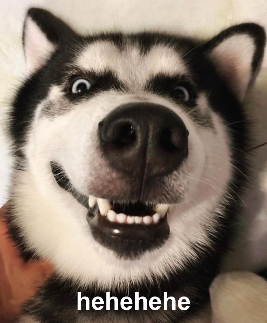 Ảnh chó cười nhe răng - Nếu bạn đang cần những phút giải trí thú vị, hãy thưởng thức những bức ảnh hài hước về chó cười nhe răng. Chắc chắn bạn sẽ không thể nhịn được cười!