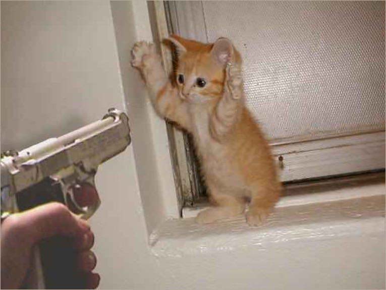 Bạn đang tìm kiếm ảnh mèo cầm súng FF hay nhất? Đừng bỏ qua bức ảnh độc đáo này. Với sự kết hợp tinh tế giữa mèo và súng, bức ảnh này sẽ khiến bạn bật cười và thích thú.