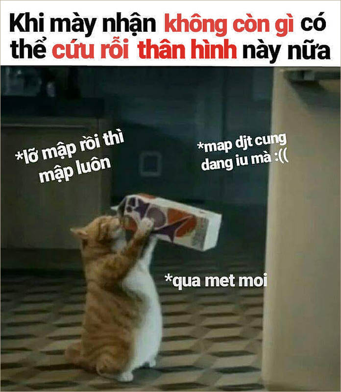 99 Hình Ảnh Mèo FF Meme Chế Ngầu GÂY BÃO Trên MXH
