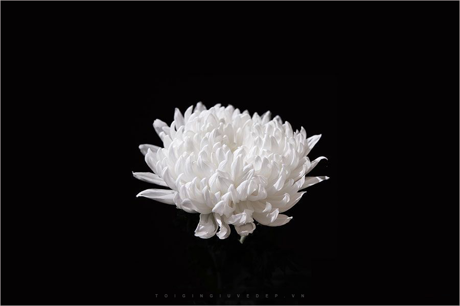 56 ảnh hoa sen trắng làm hình đại điện avatar nhà có tang  Flowerfarmvn   shophoa