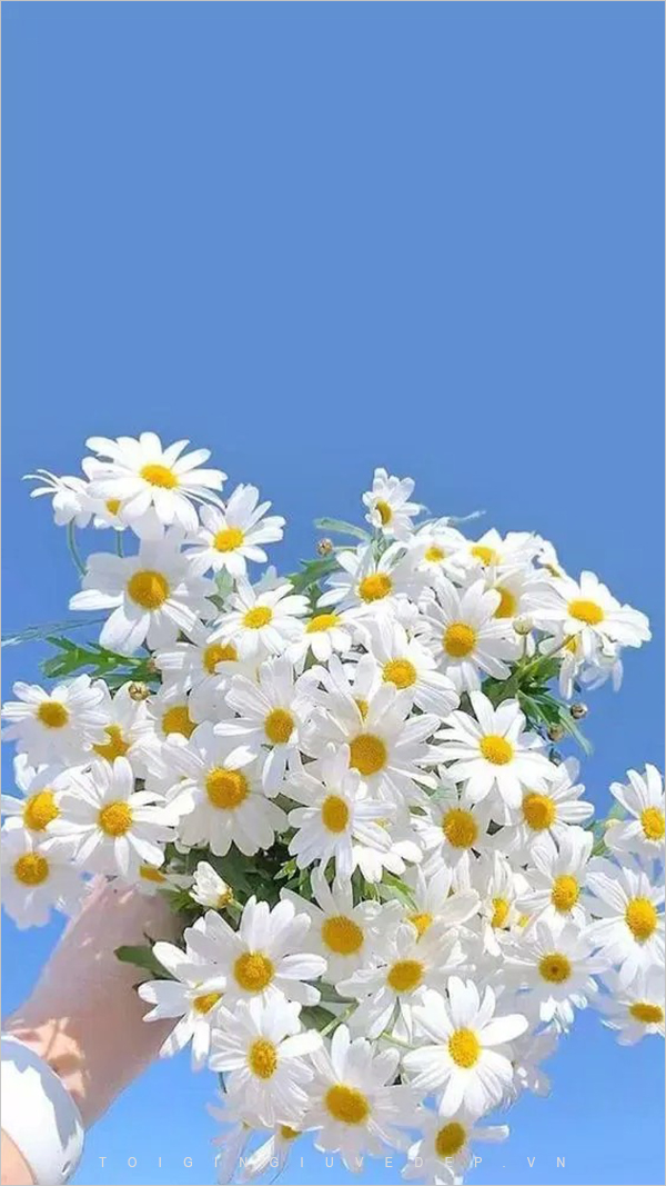 200 hình nền hoa cúc đẹp như GDragon cho điện thoại máy tính 2020 BlogAnChoi Hoa cúc Nhiếp ảnh ngoài trời Nhiếp ảnh trừu tượng