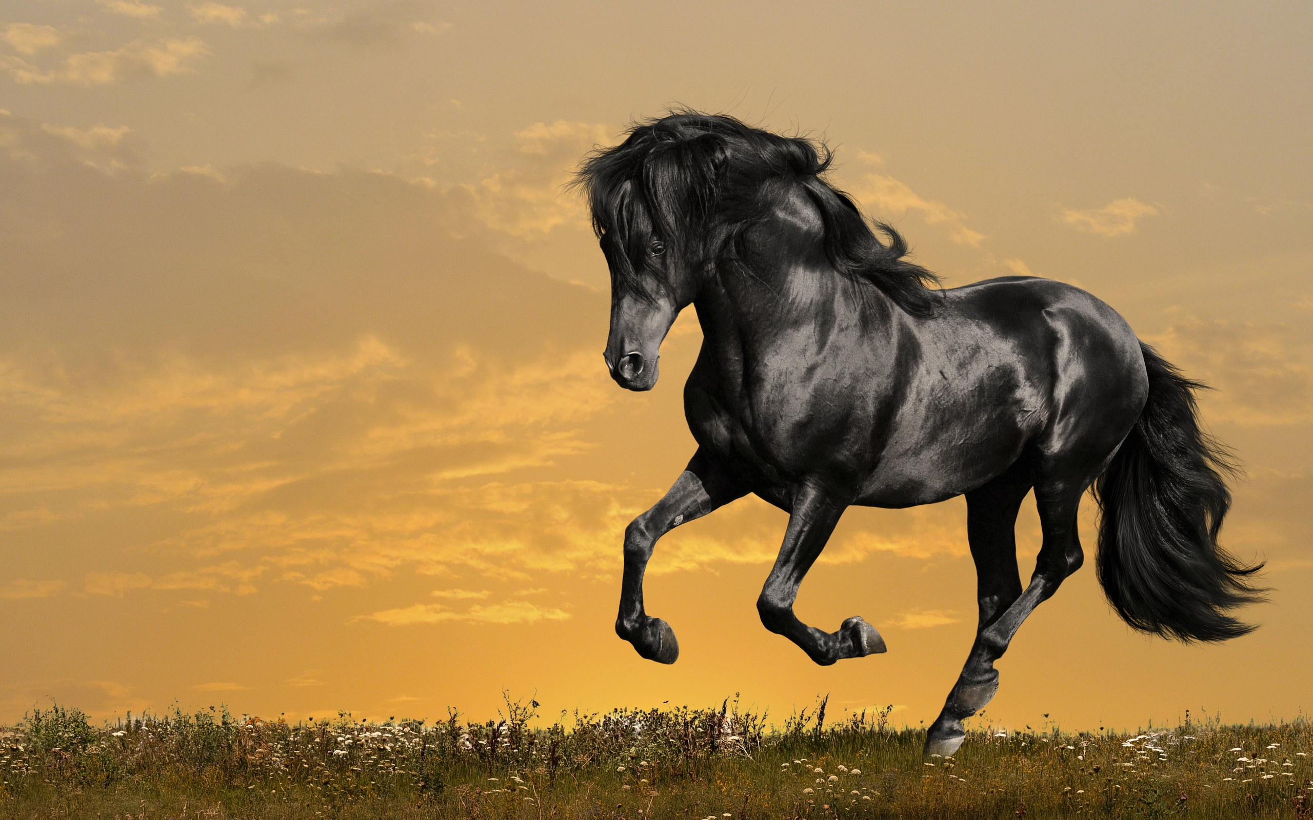 Tuyển Chọn Hình Ảnh Con Ngựa Đẹp Nhất: Hơn 999 Bức Ảnh 4K Sắc Nét