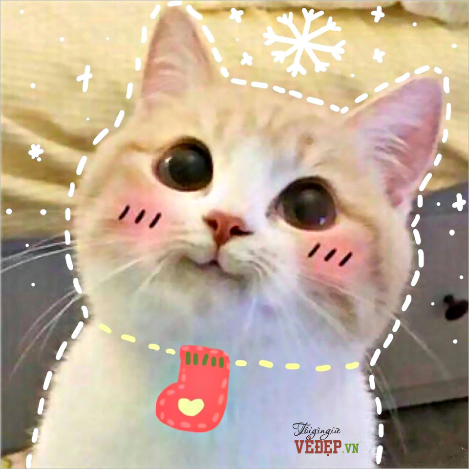 150+ Hình Cute Mèo Ngầu, Đáng Yêu Và Dễ Thương Nhất Hệ Mặt Trời