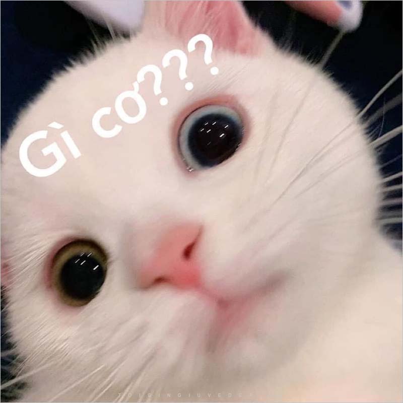 101 Ảnh Meme Mèo Cute Hài Hước Bựa Bá Đạo Hạt Gạo