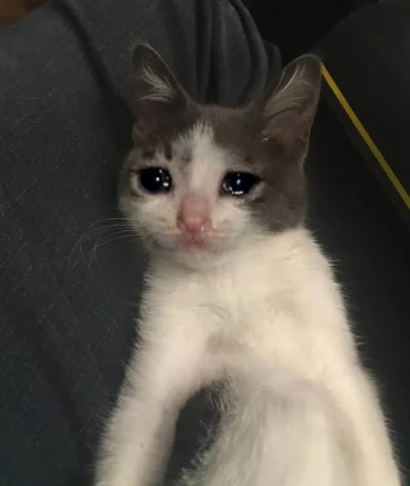 Das süßeste süße weinende Katzenfoto der Welt