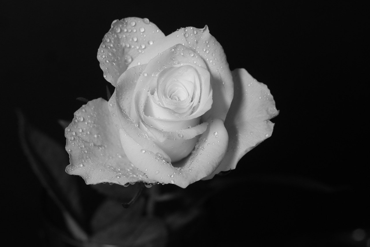Ý nghĩa của hoa hồng trắng trong đám tang  Flower Corner