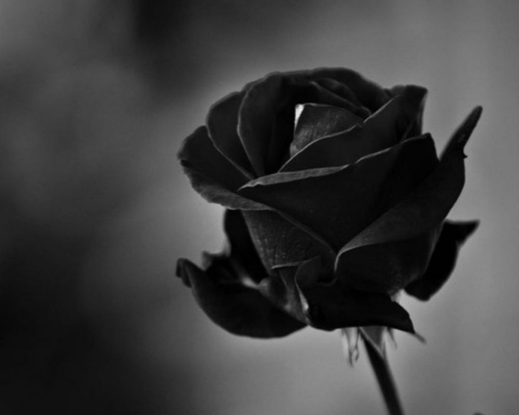 Top với hơn 90 hình ảnh hoa hồng buồn nhất mới nhất  Tin Học Vui