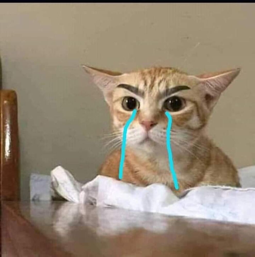 Meme mèo khóc cute like tiếng chó che miệng